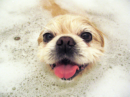 泡風呂に入る犬